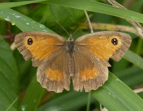 Pyronia tithonus