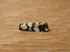 Thallarcha trissomochla