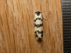 Thallarcha trissomochla