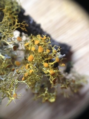 Teloschistes exilis