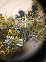 Teloschistes exilis