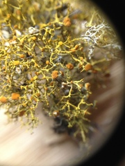 Teloschistes exilis