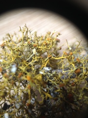 Teloschistes exilis