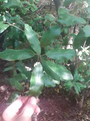 Pittosporum ralphii