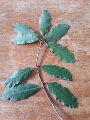 Pittosporum ralphii