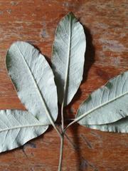 Pittosporum ralphii