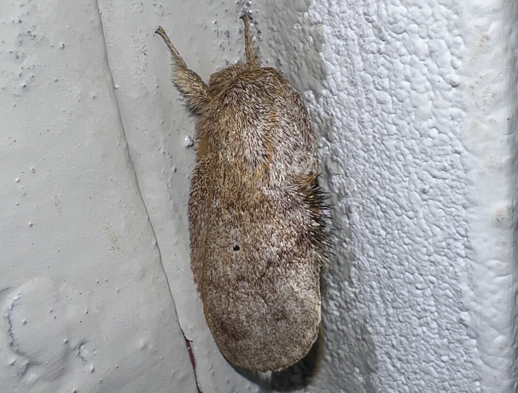 Gastroplakaeis parinarii
