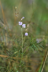 Astragalus austriacus