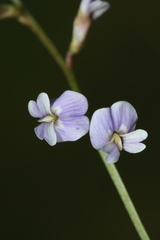 Astragalus austriacus