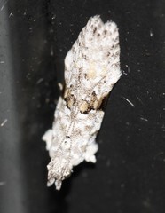 Hypatima simulacrella