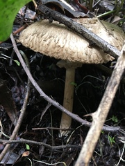 Rhacodium