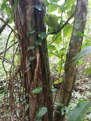 Brosimum guianense
