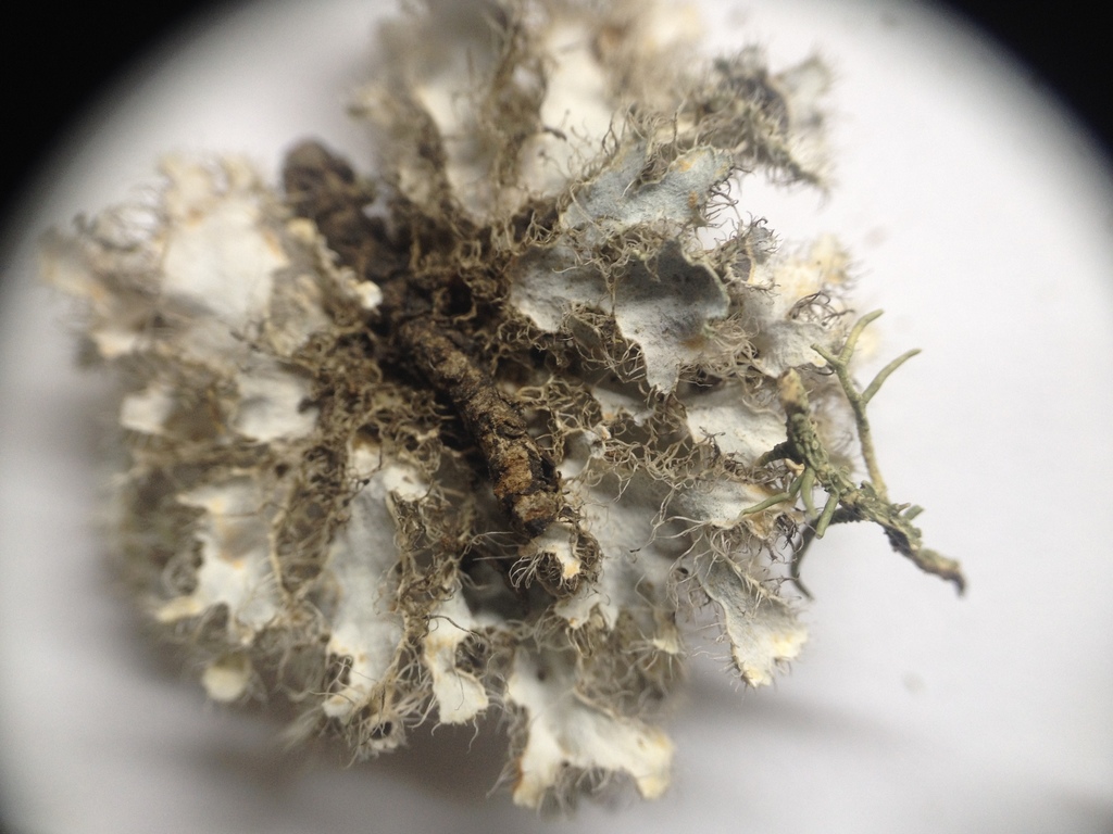 Heterodermia neocomosa