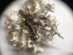 Heterodermia neocomosa