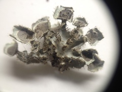 Heterodermia neocomosa