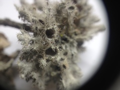 Heterodermia neocomosa