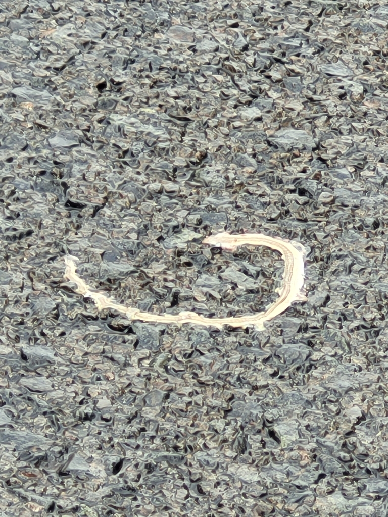 Large-scaled Grass Lizard
