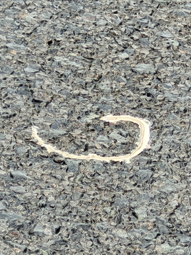 Large-scale Grass Lizard, Chamaesaura macrolepis