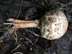 Rhacodium