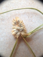 Cyperus sesquiflorus
