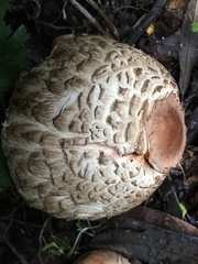 Rhacodium