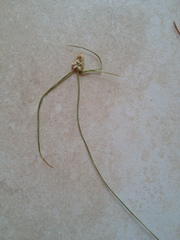 Cyperus sesquiflorus