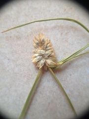Cyperus sesquiflorus