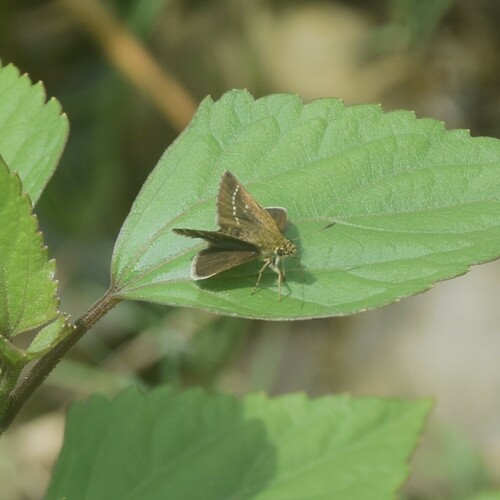 Veined Scrub Hopper