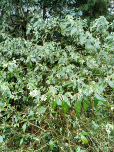 Solanum paranense