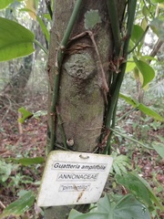 Guatteria amplifolia