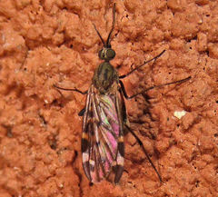 Sylvicola alternatus