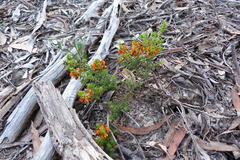 Pultenaea procumbens