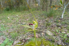 Caladenia atrovespa