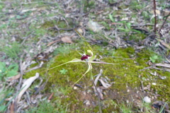 Caladenia atrovespa