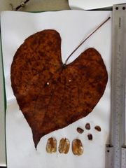 Dioscoreaceae