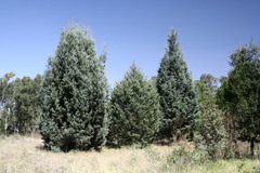 Cupressus guadalupensis
