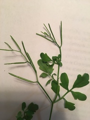 Cardamine occulta