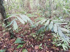 Ceratozamia miqueliana