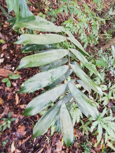 Ceratozamia miqueliana, photograph 1