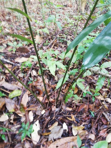 Ceratozamia miqueliana, photograph 2