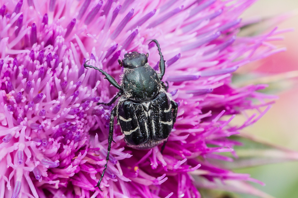 Bee-like Flower Scarabs
