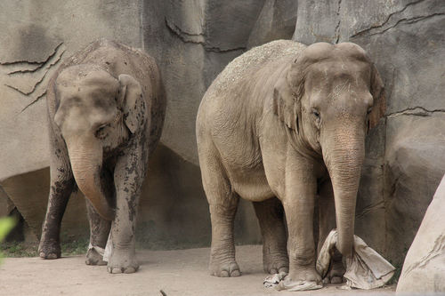 Elephantidae