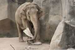 Elephantidae