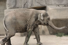 Elephantidae