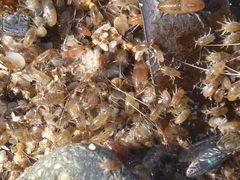 Bellorchestia quoyana