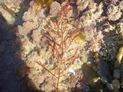 Streblocladia glomerulata