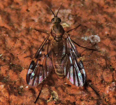 Sylvicola alternatus