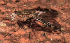 Sylvicola alternatus