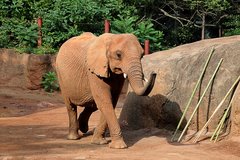 Elephantidae