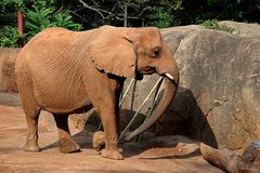 Elephantidae